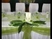 Zöld esküvői dekoráció - Evia Wedding