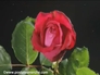 119871_24614_n_2