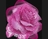 Marcellina-sexi lady