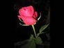 137006_71188_n_1