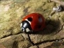 142565_90582_n_1