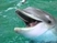Delfinek és a tenger Celine Dion gyönyörű énekével
