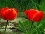 155536_99367_n_1