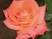 Csongrádi Kata: Millió rózsaszál