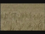 166868_82500_n_2