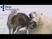 Jegesmedve-kutya barátság