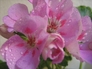 17339_320331_n_4