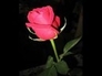 181348_66568_n_1