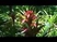 Broméliák,és más egzotikus növények