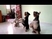 Amazing Dog Tricks: Synchronised dog tricks performed by my three mini schnauzers