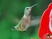 Kolibrik és egyéb röppentyűsök