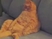 Garfield macska