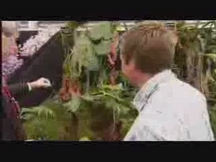 Nepenthes (azaz, húsevő virág)
