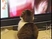 Drámai pillanat: ilyesztő cica videó