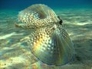 225930_69915_n_1