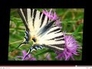 229601_85311_n_1