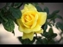 202084_41335_n_1
