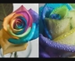 202632_75403_n_2