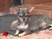 Raw Video: Chihuahua Adopts Two Rejected Kittens