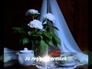 244242_48207_n_1