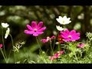 252026_25880_n_1