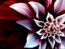 252262_58943_n_1