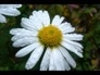252898_26713_n_1