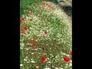 252930_15001_n_1