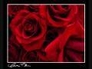 257082_44368_n_1