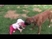 Linus the Boxer plays Tug-of-War with his baby