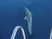 Horvátországi delfinek
