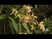 Ecuador, a világ orchidea kertje