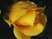 Kaczor Feri - Rózsa, rózsa