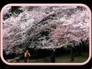 282357_84650_n_1