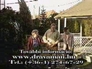 2258_9811002_n_2