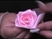 ribbon rose