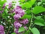325534_94808_n_2