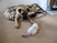 Siberian kitten and Bullmastiff pup