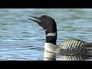 331800_90567_n_1