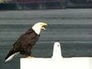 331803_34785_n_1