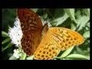331880_35326_n_1
