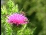 332110_52689_n_1