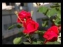 332424_65966_n_1