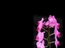 332772_39023_n_1