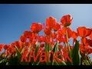 333537_22021_n_1