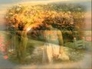 334390_98536_n_1