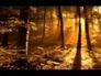 334775_22836_n_1