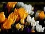 338278_95368_n_1