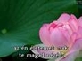 303034_78115_n_1