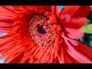 303434_40765_n_1